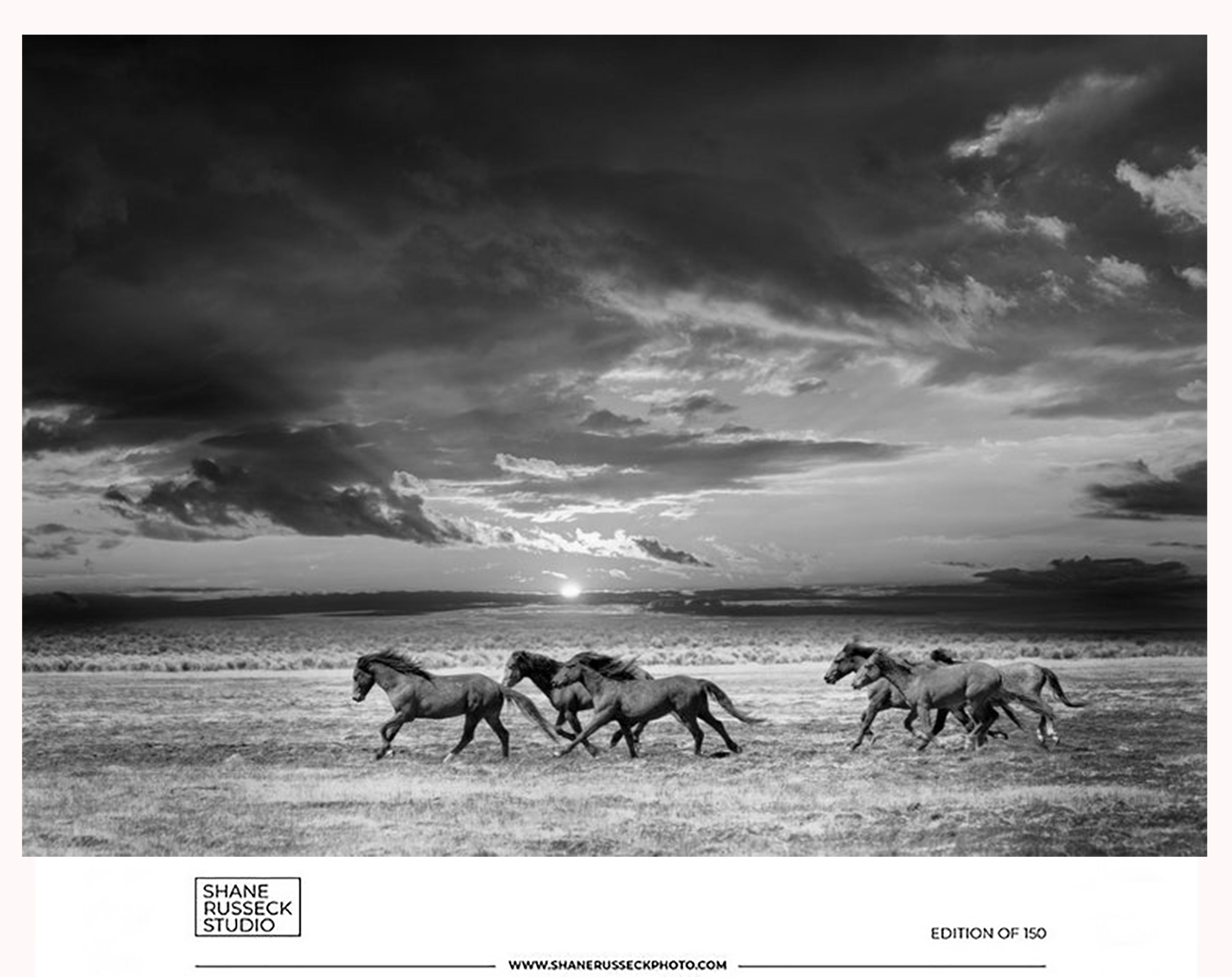 Shane Russeck Animal Print - Wild Horses  Mustangs Gallery Poster- Photography Black and White Photograph Art