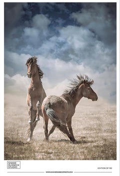Wild Horses  Mustangs Gallery Poster- Photography Black and White Photograph Art