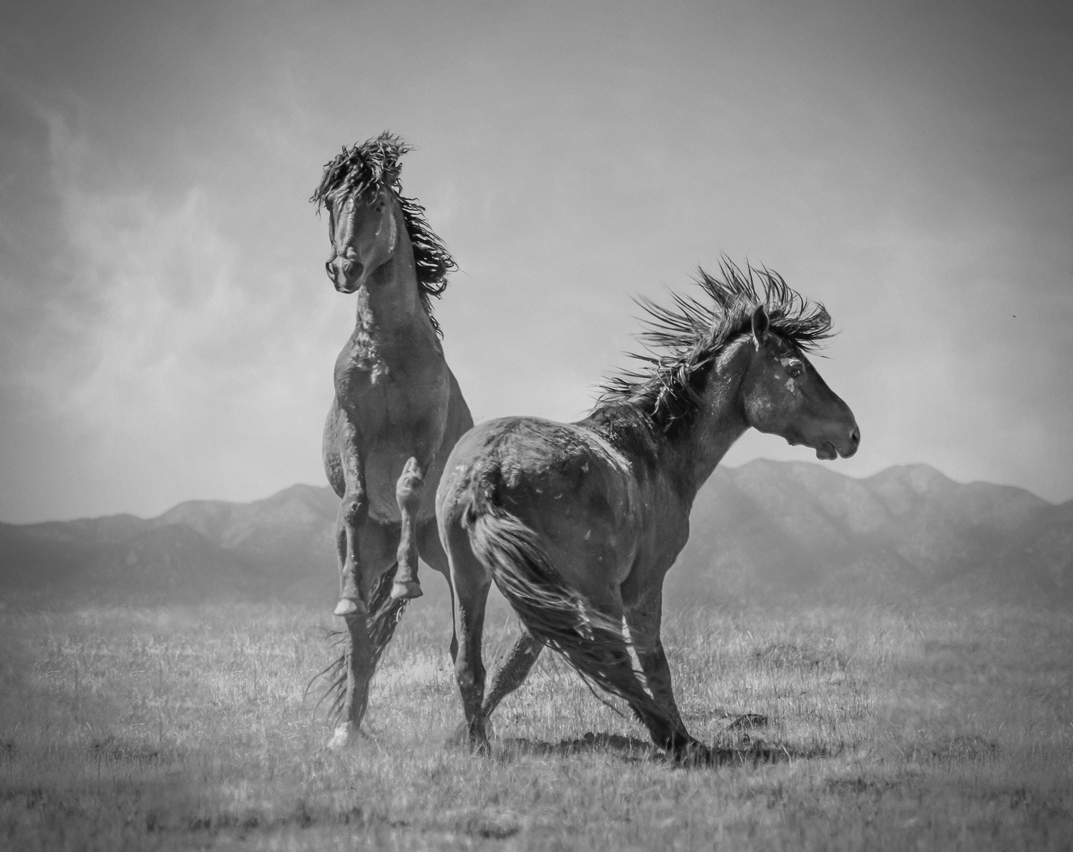 Black and White Photograph Shane Russeck - Wonder Horses 24x36 - Photographie en noir et blanc, chevaux sauvages moutardes
