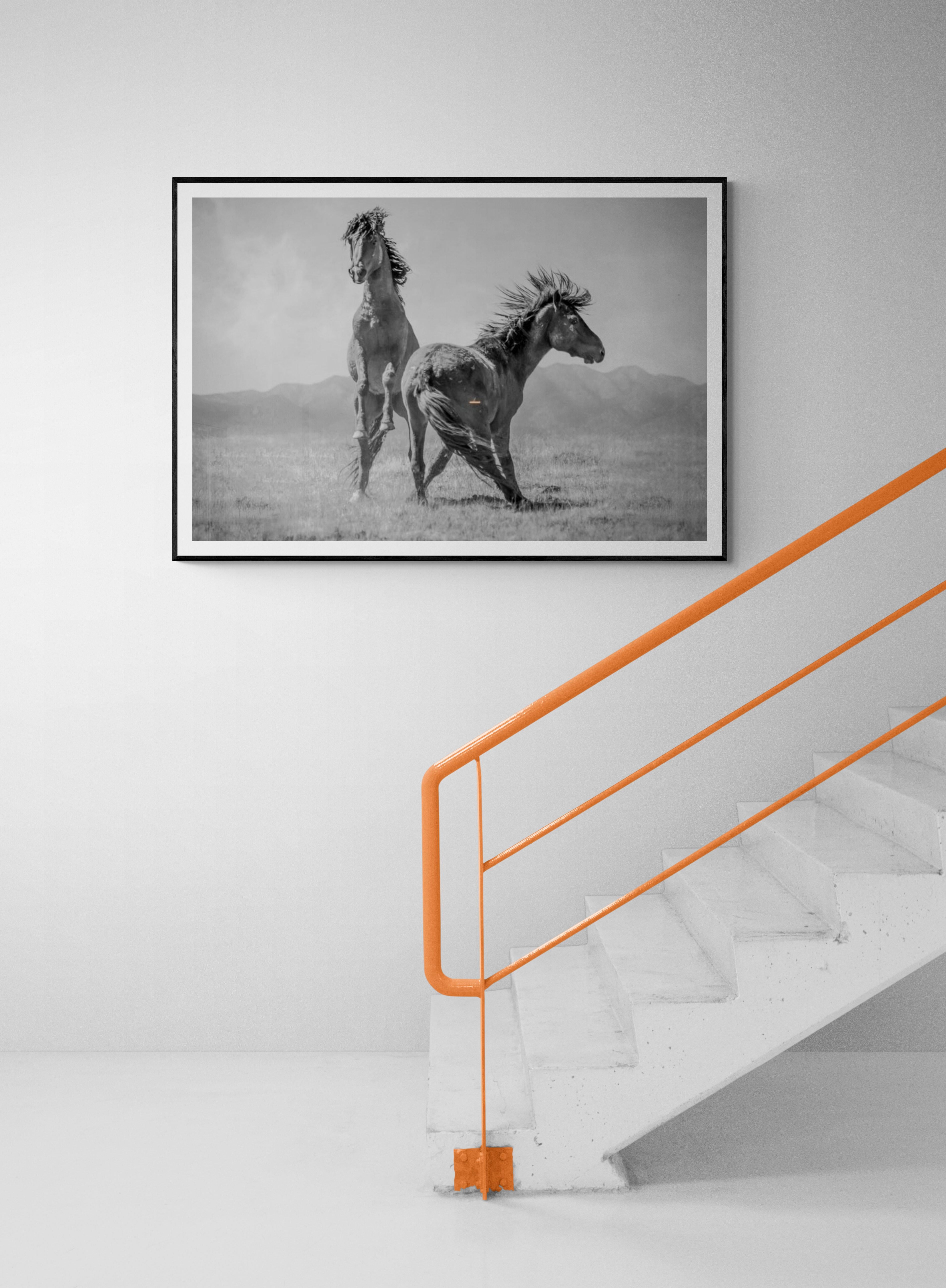Il s'agit d'une photographie contemporaine de mustangs sauvages américains. 
Imprimé sur du papier d'archives et avec des encres d'archives.
Encadrement disponible. Renseignez-vous sur les tarifs. 

Shane Russeck s'est forgé une réputation en