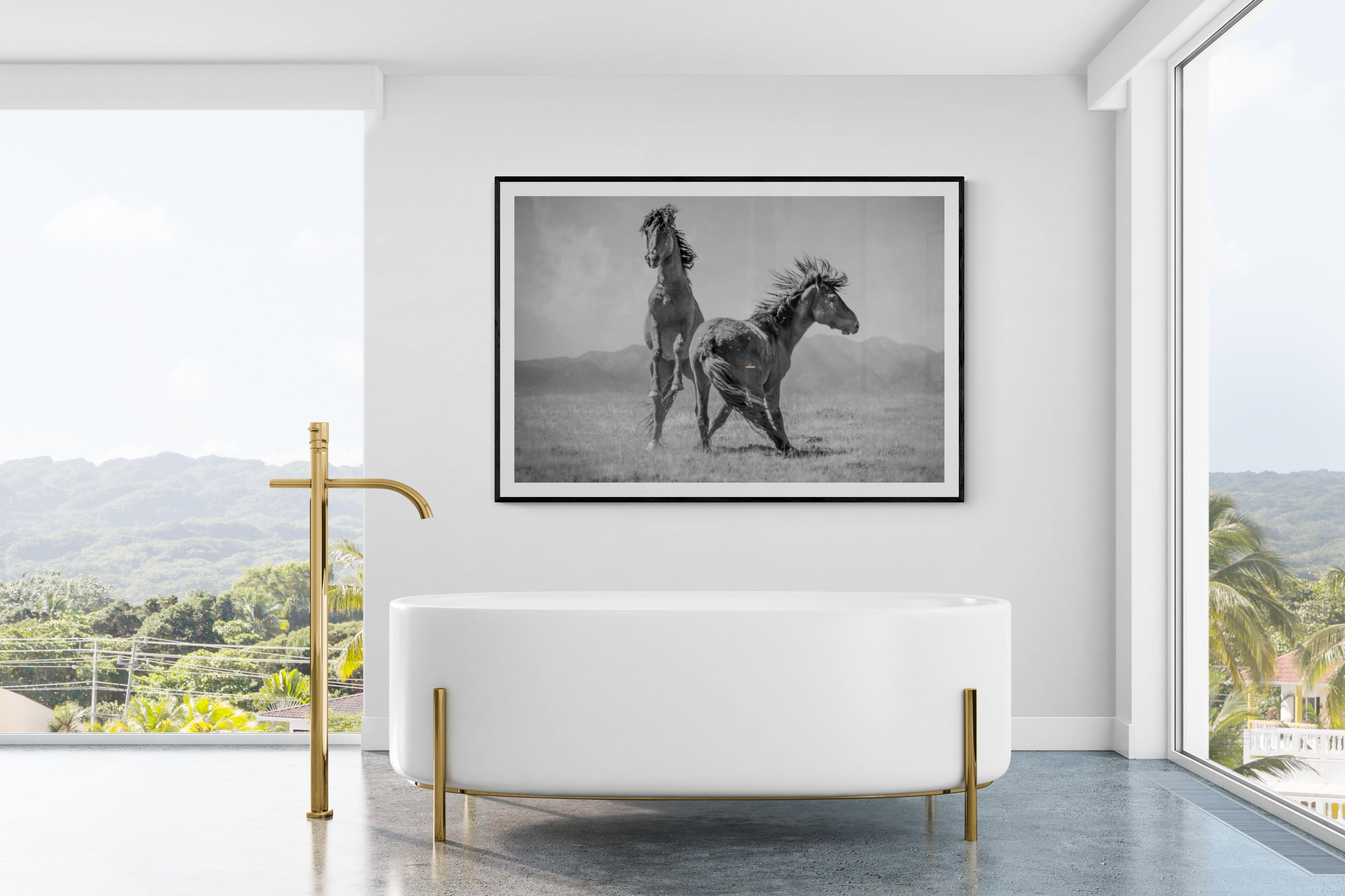„Wonder Horses“ 36x48 – Schwarz-Weiß-Fotografie, Wildpferde, Senf, unsigniert im Angebot 1