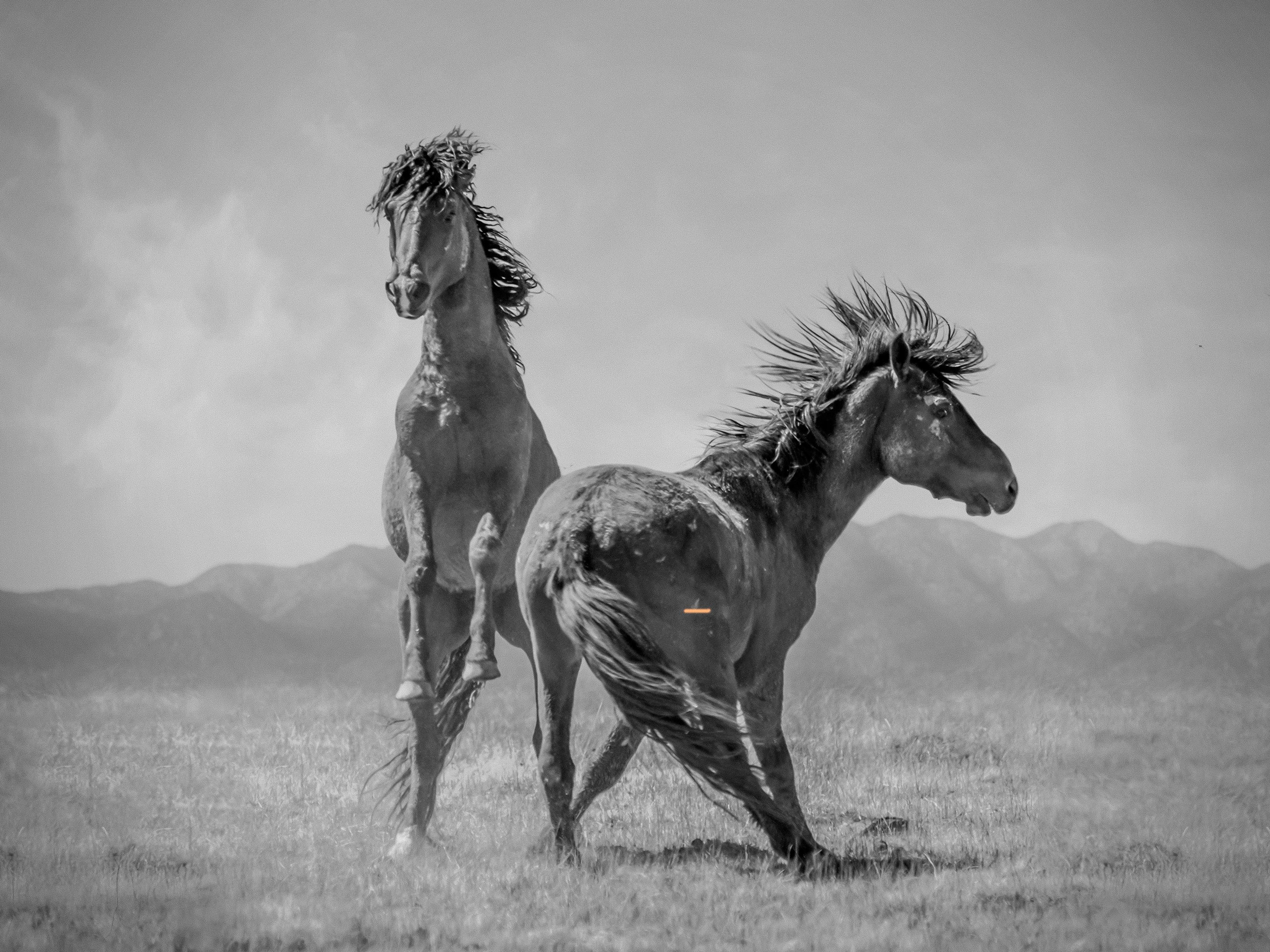 Shane Russeck Animal Print – „Wonder Horses“ 36x48 – Schwarz-Weiß-Fotografie, Wildpferde, Senf, unsigniert