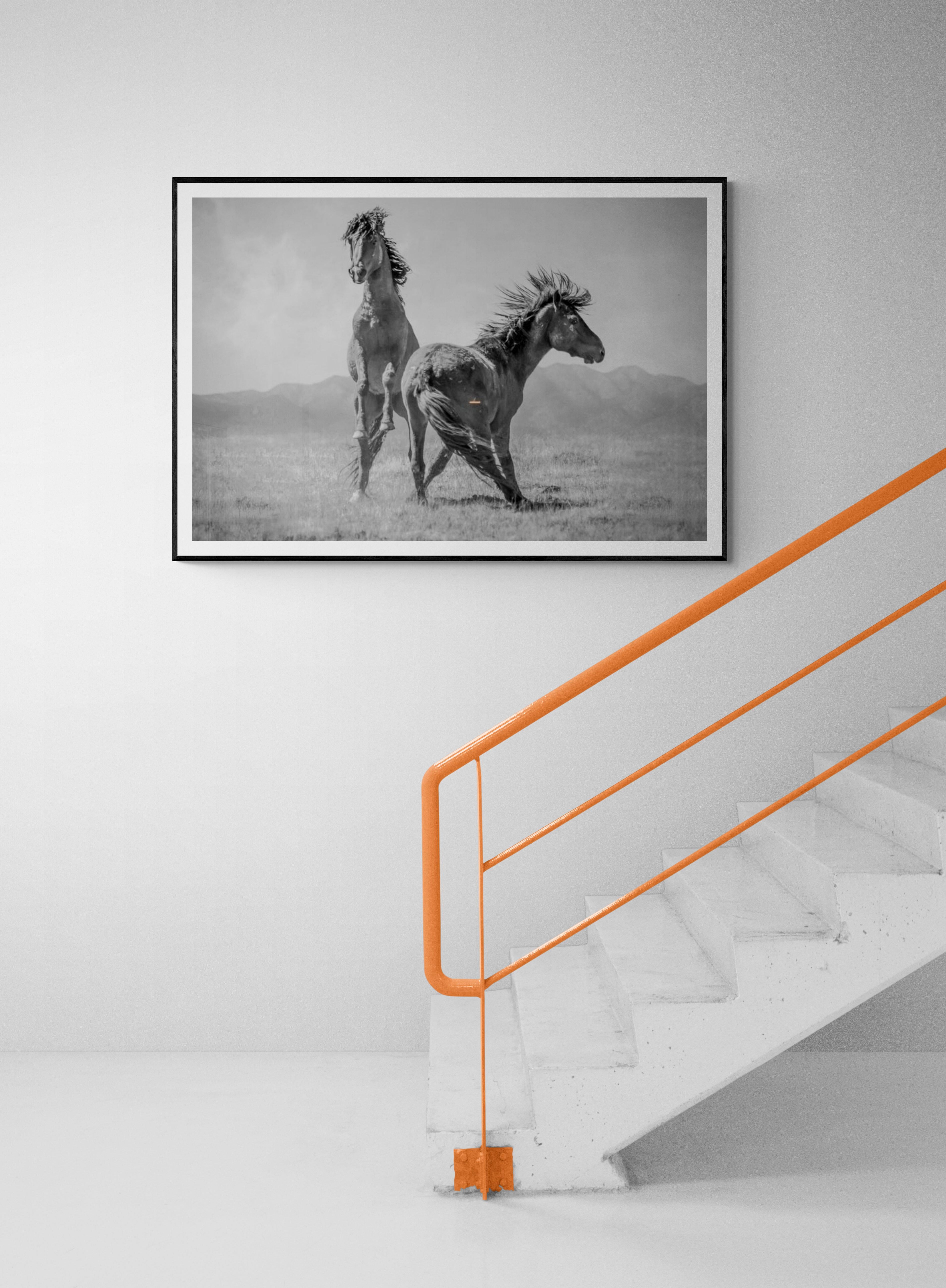 This is a contemporary photograph of American Wild Mustangs. 
40x50 Edition of 10. Signed by Shane. 
Printed on archival paper and using archival inks
Framing available. Inquire for rates. 

Shane Russeck has built a reputation for capturing