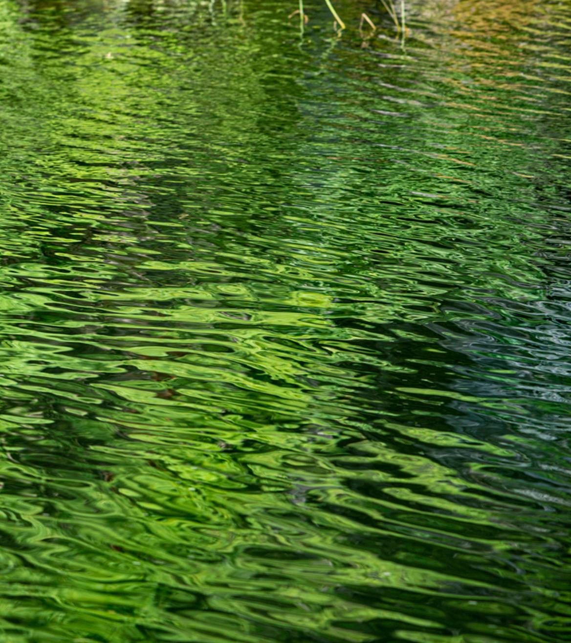 Lac Opinicon 1/8 - paysage abstrait, photographie couleur, impression giclée - Vert Still-Life Photograph par Shani Mootoo