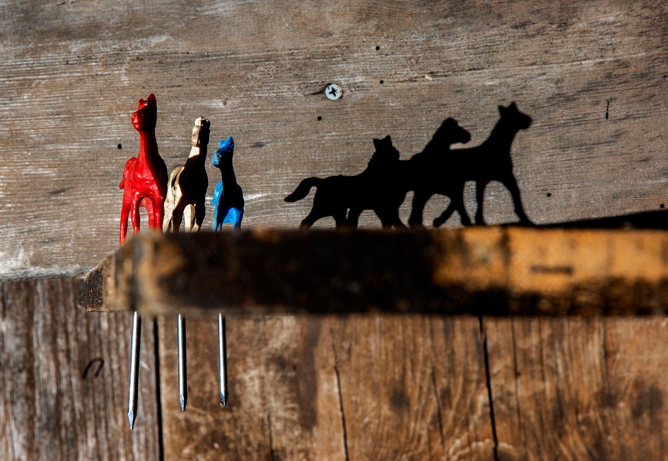 Shannon Davis Still-Life Photograph - "Freedom" - Southern, horses, staged photography, shadow, still life