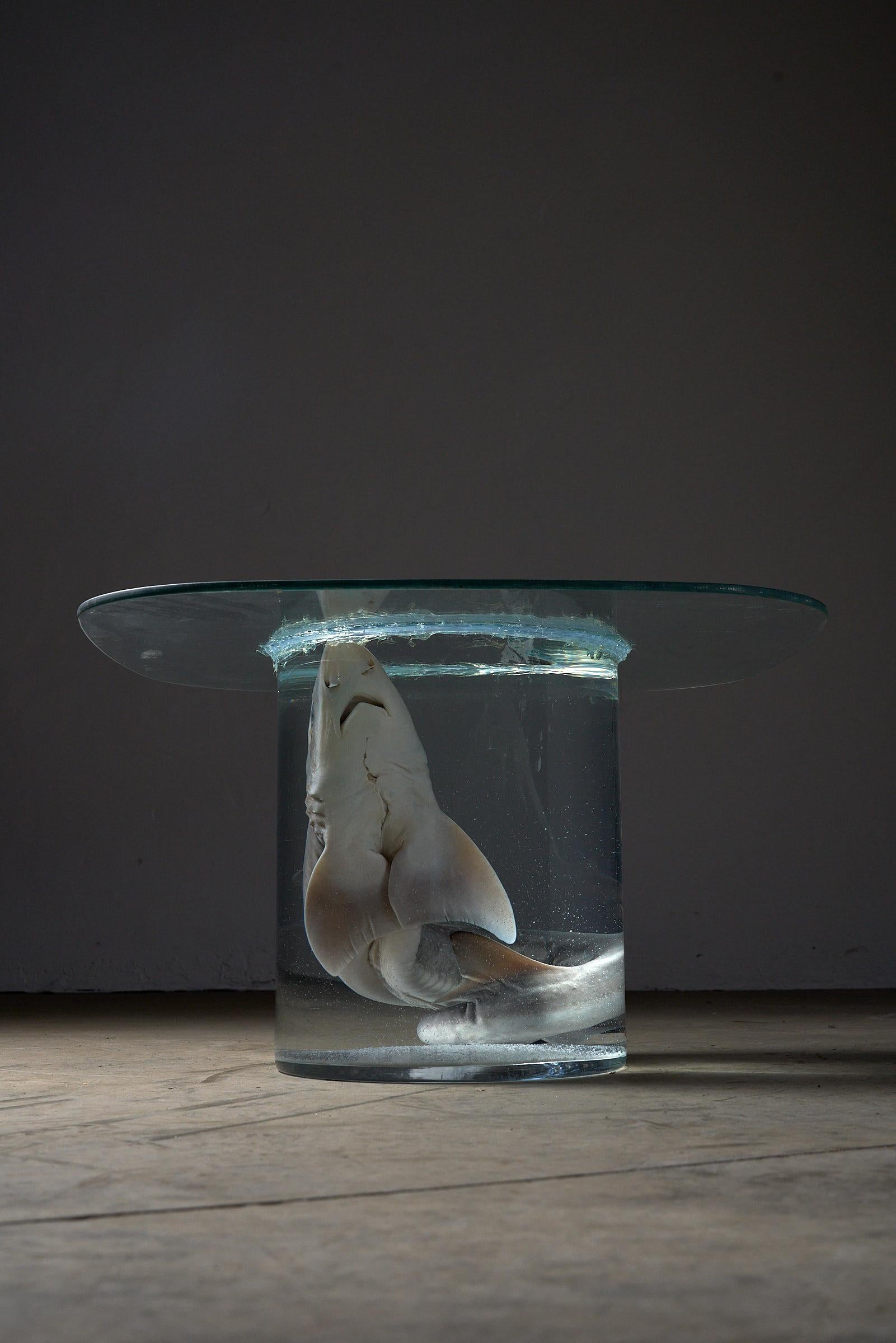 Shark on Formaldehyde Side Table, Taxidermy For Sale 4