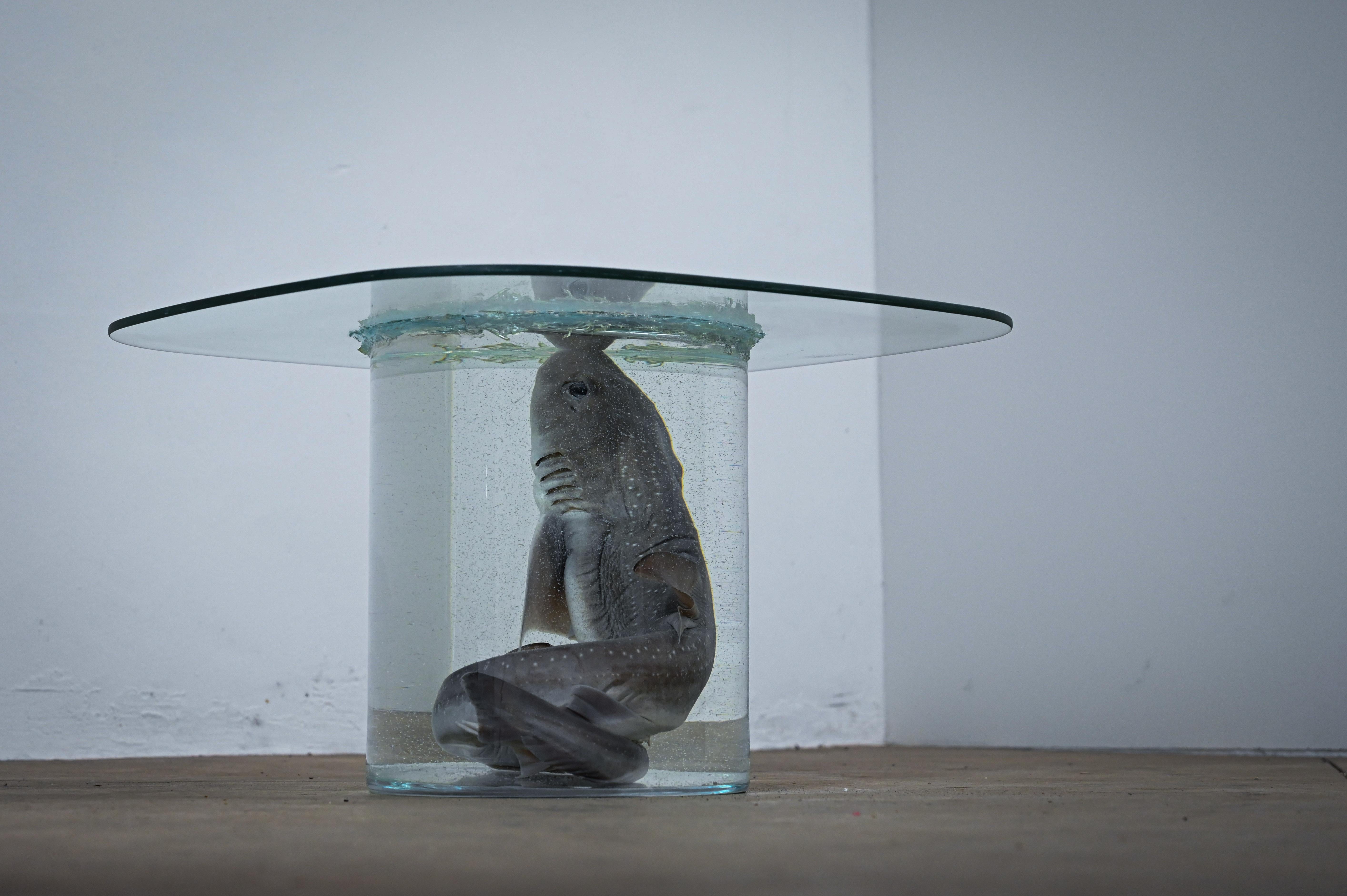 Belgian Shark on Formaldehyde Side Table, Taxidermy For Sale