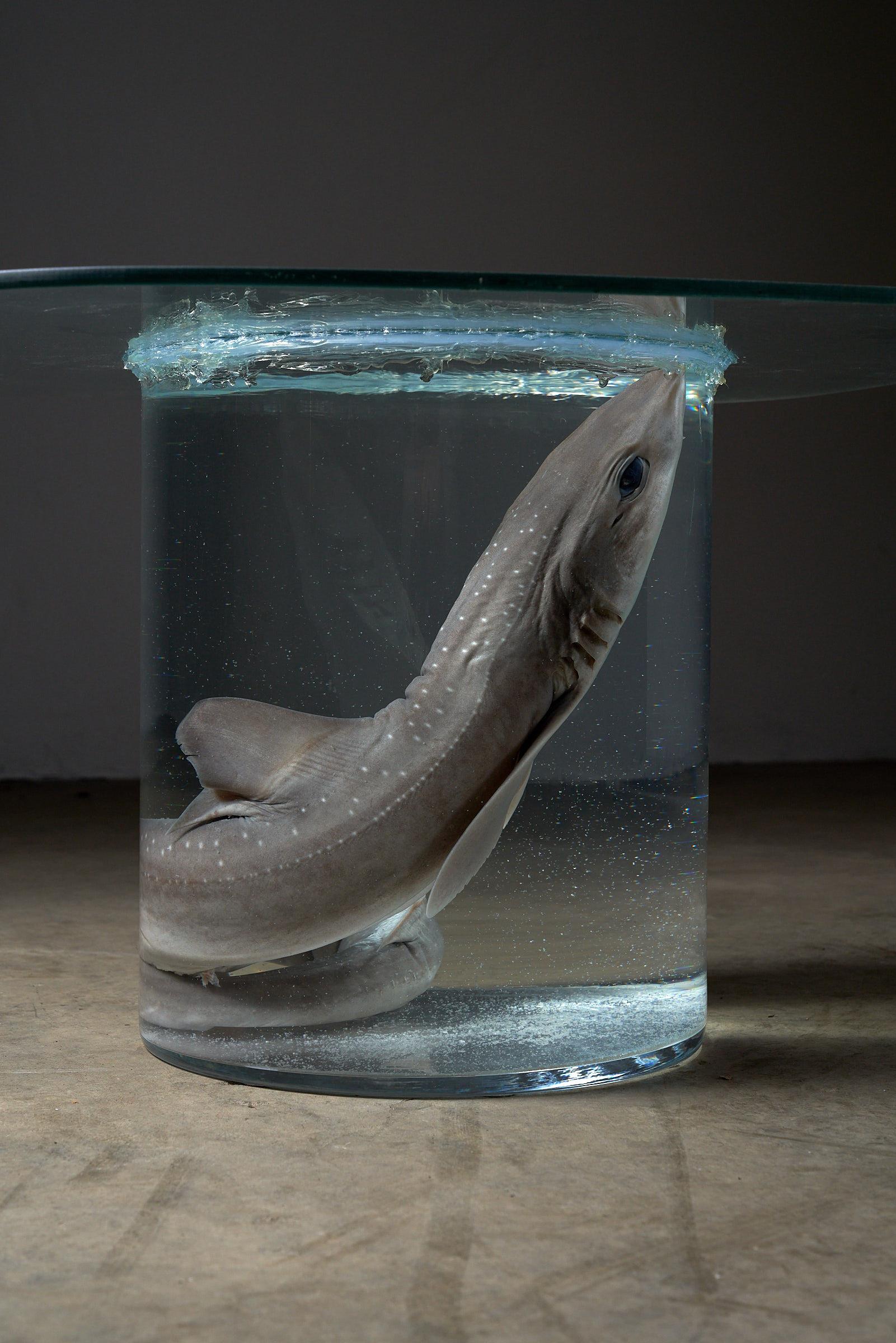 Wir stellen Ihnen unseren außergewöhnlichen Shark-in-Formaldehyde-Sidetable vor - ein wahres Meisterwerk aus Kunst und Funktion. In einem durchsichtigen, runden Glasgehäuse ruht ein konservierter Hai in aller Ruhe in Formaldehyd. Die Glasplatte