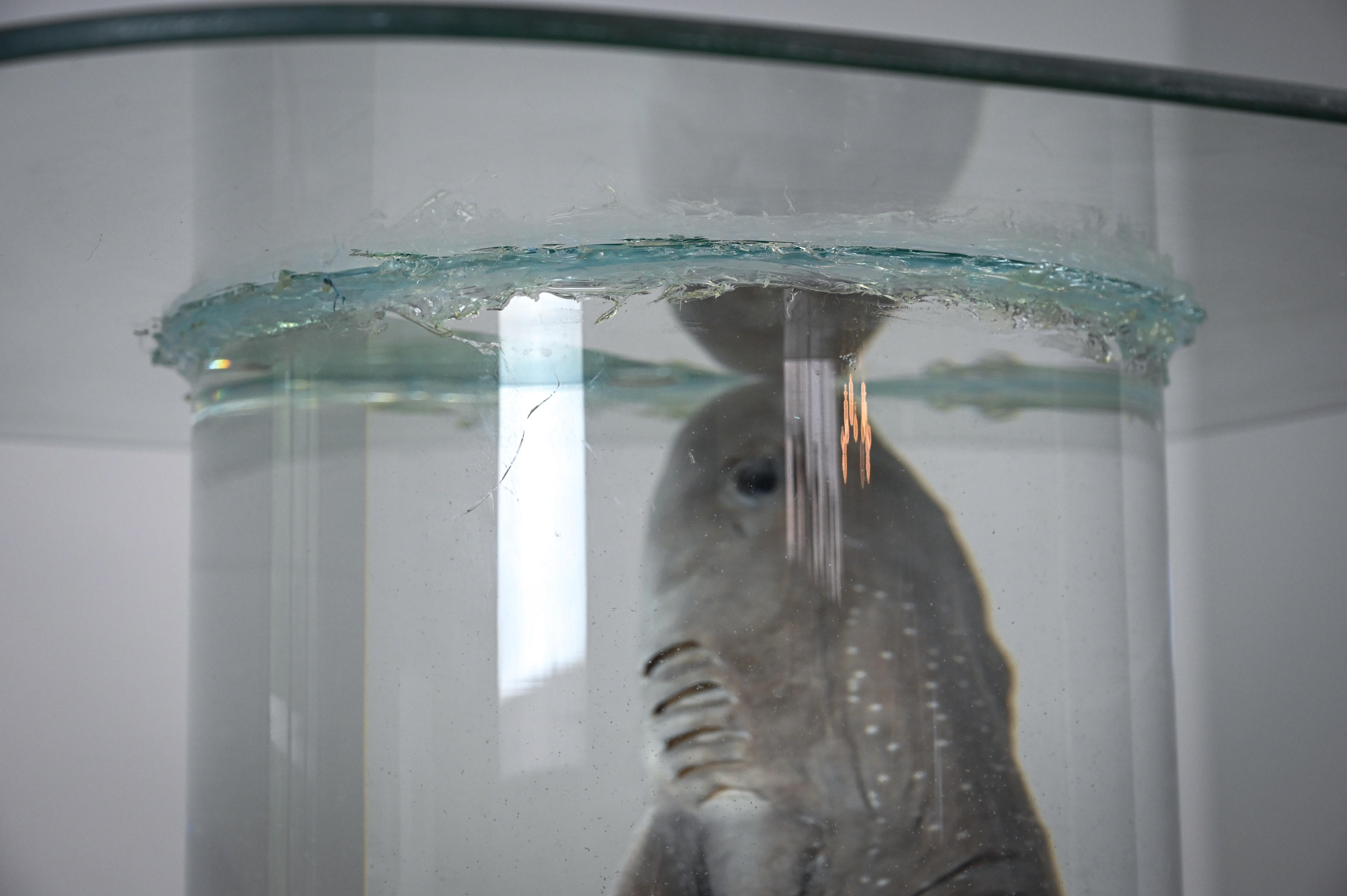 20th Century Shark on Formaldehyde Side Table, Taxidermy For Sale