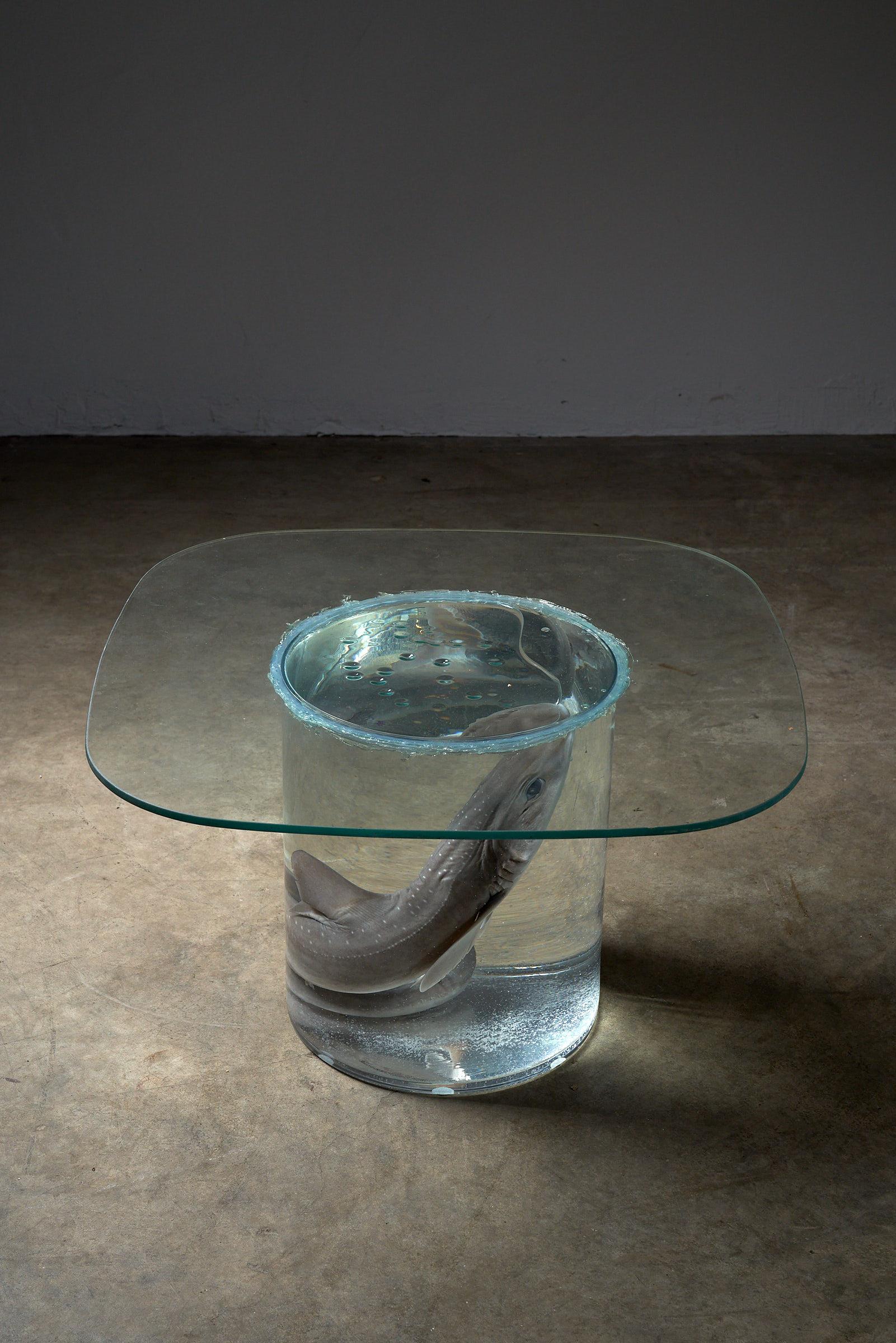 Shark on Formaldehyde Side Table, Taxidermy For Sale 1