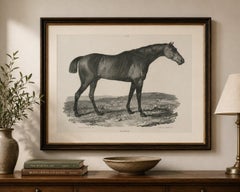 Sharke – Antique Thoroughbred Horse Portrait, Gauci & Hullmandel c.1840