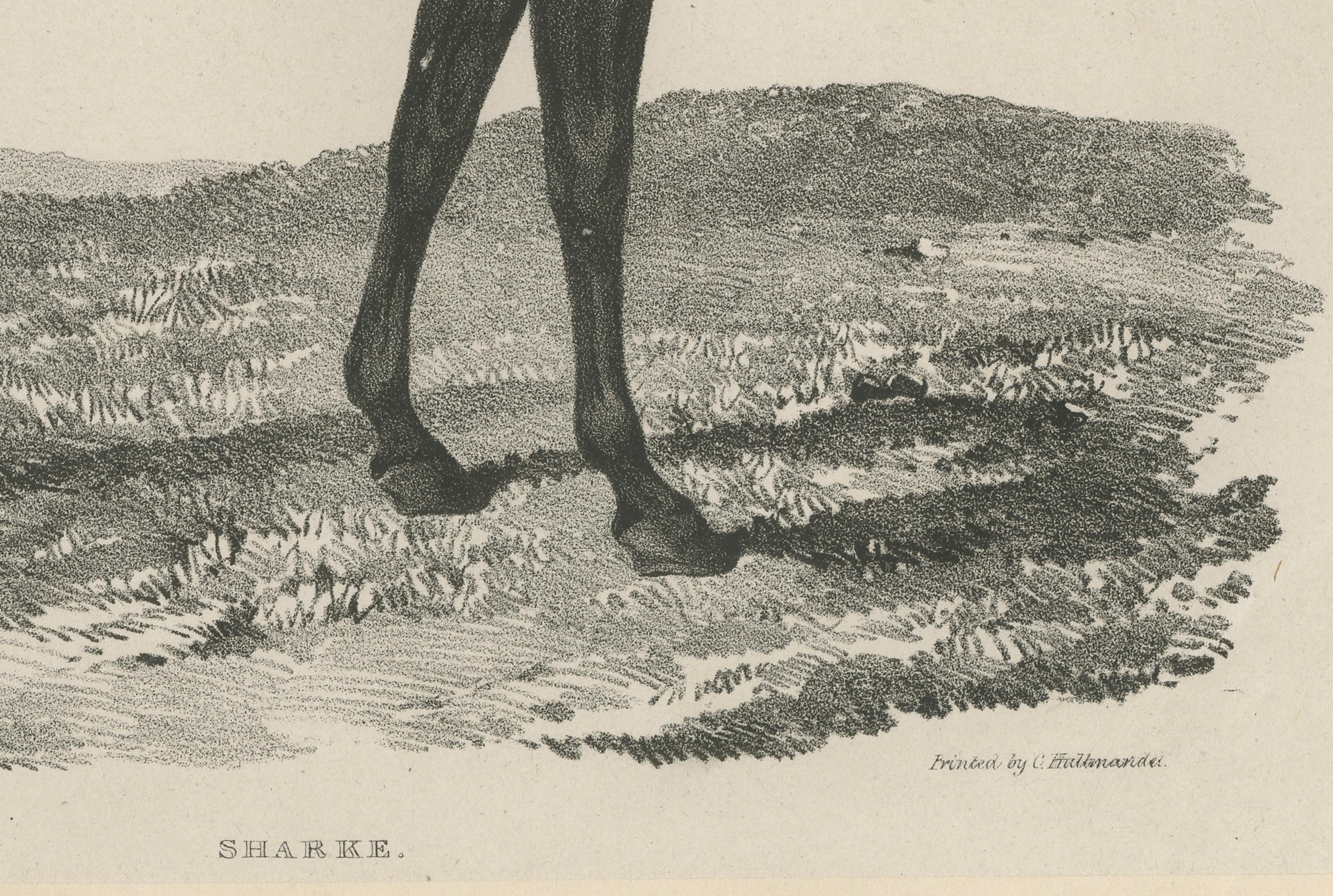 Sharke – Antique Thoroughbred Horse Portrait, Gauci & Hullmandel c.1840