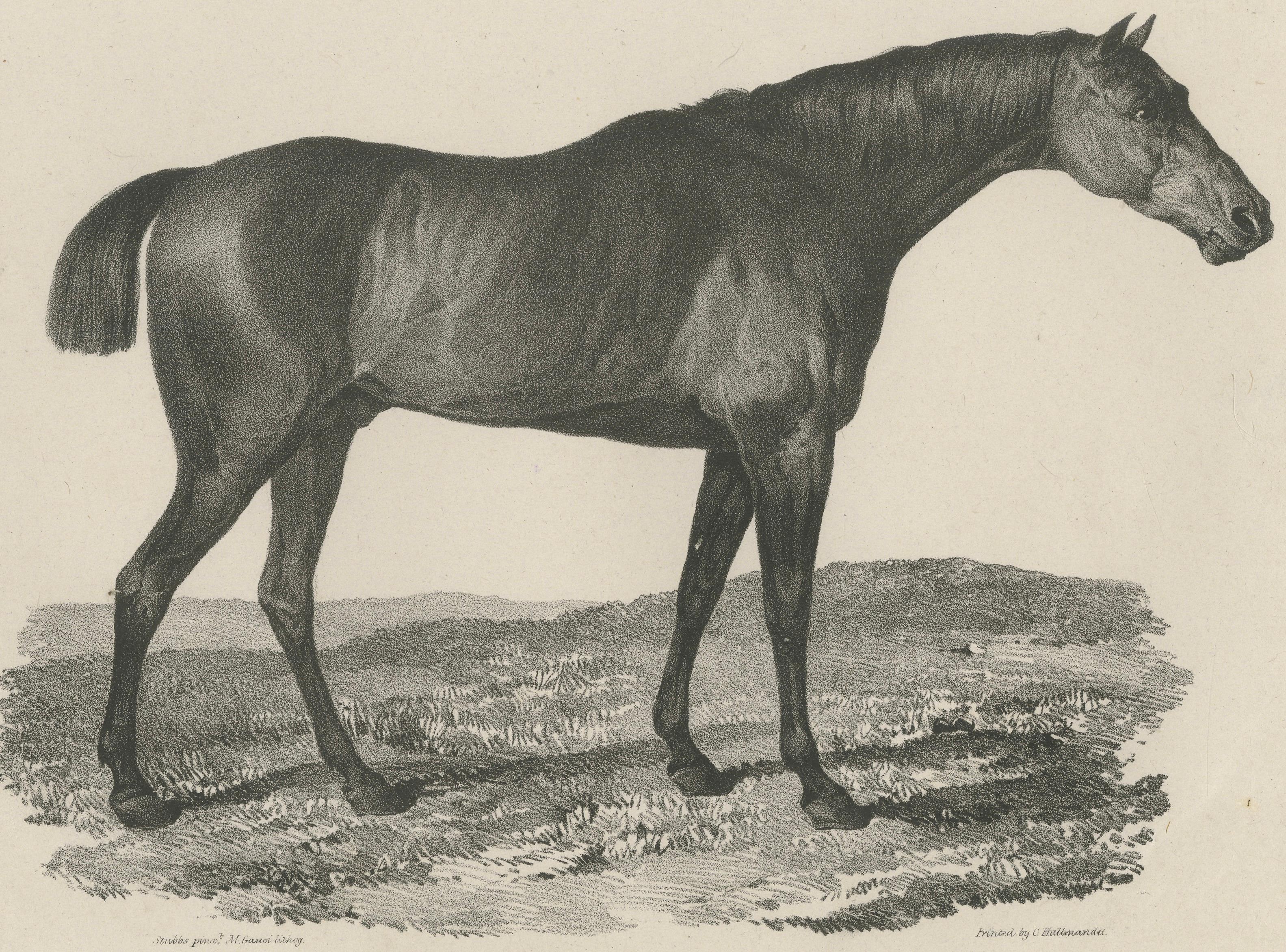 Sharke – Antique Thoroughbred Horse Portrait, Gauci & Hullmandel c.1840