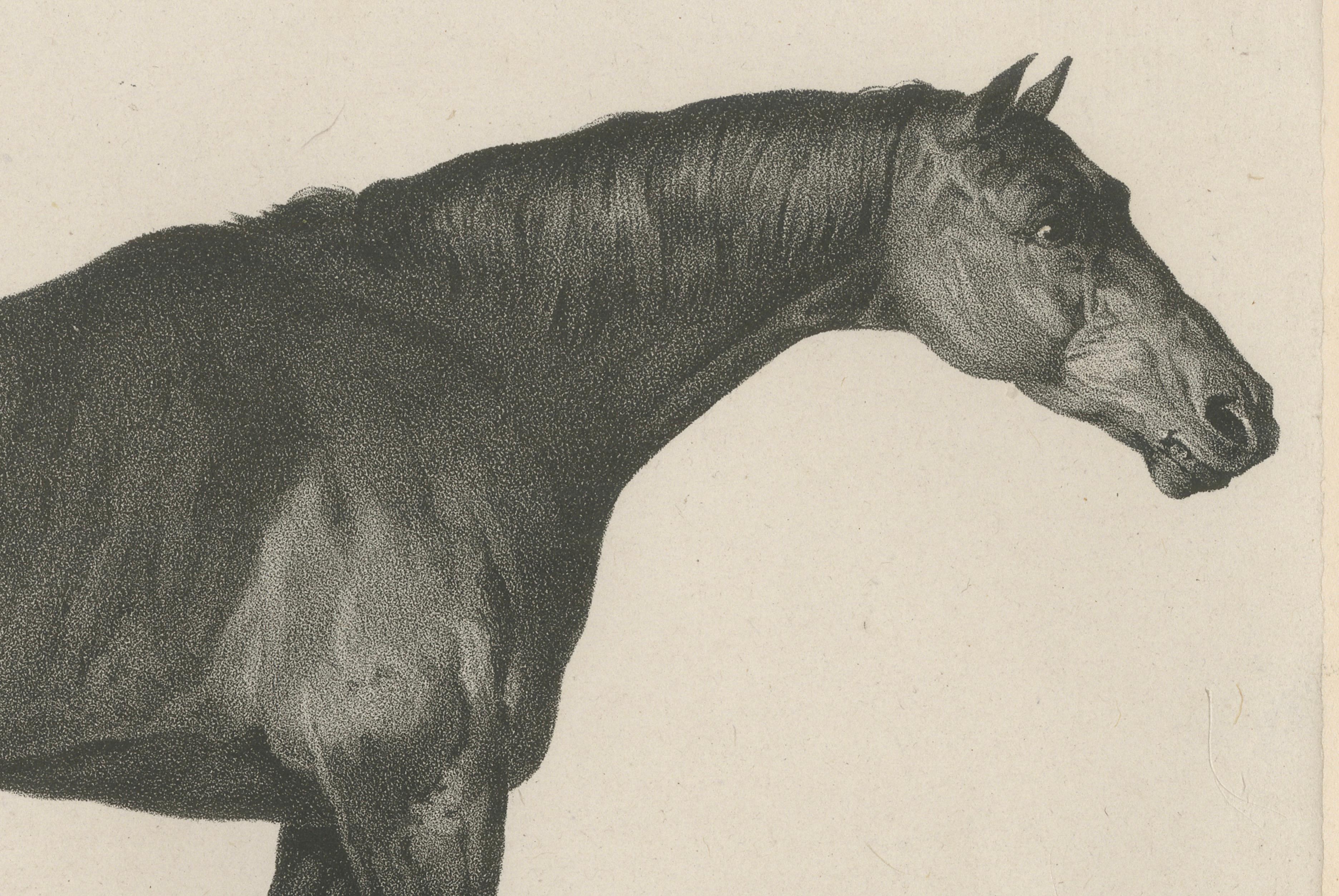 Sharke – Antique Thoroughbred Horse Portrait, Gauci & Hullmandel c.1840