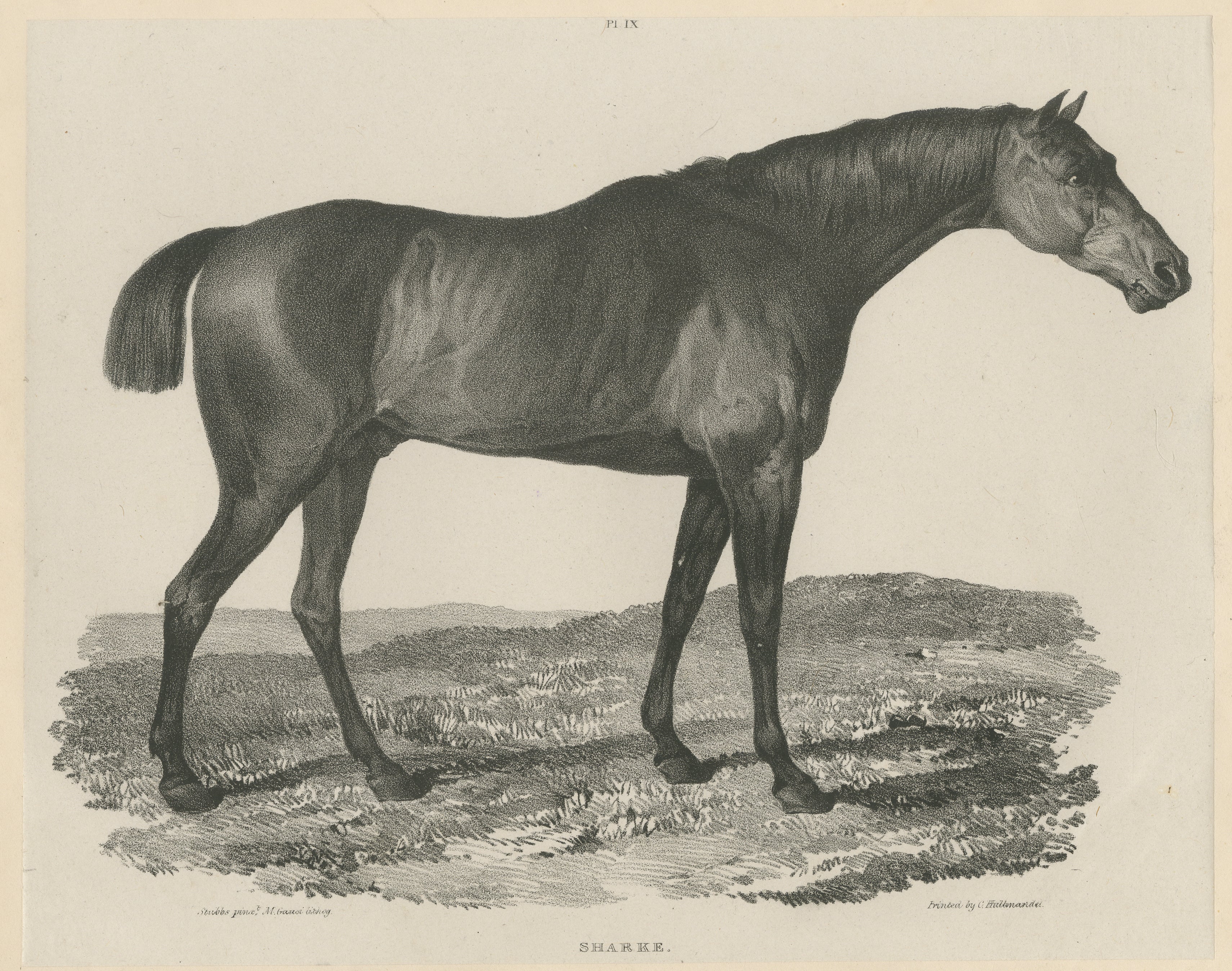 Sharke - Portrait ancien d'un cheval de race Thoroughbred, Gauci & Hullmandel c.1840