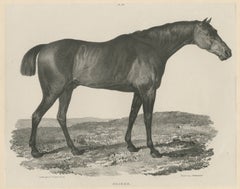 Sharke – Antique Thoroughbred Horse Portrait, Gauci & Hullmandel c.1840