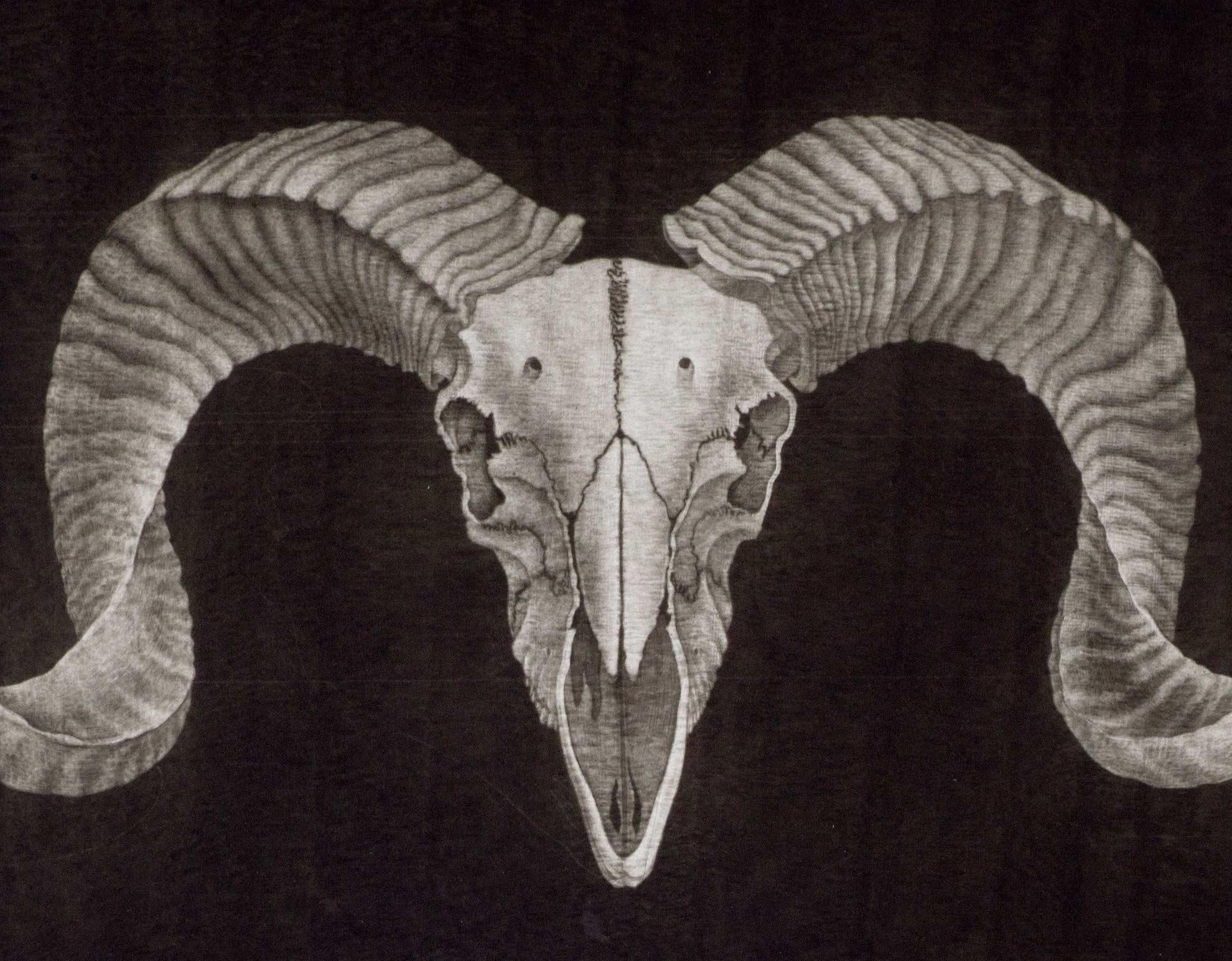 ram skull drawing