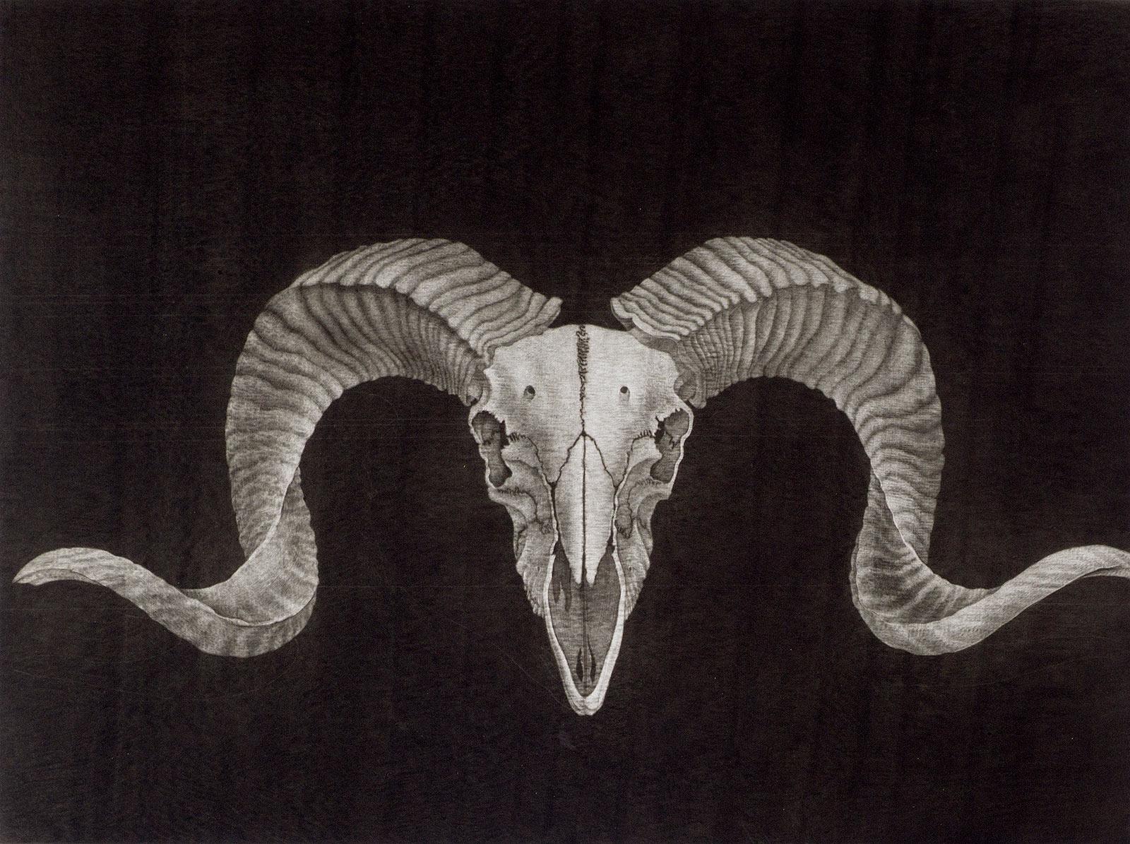 Sharon Augusta Mitchell Portrait Print - Ram Skull