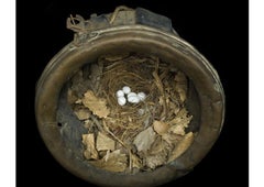 Sharon Beals Lithograph of a Bewicks Wren Nest