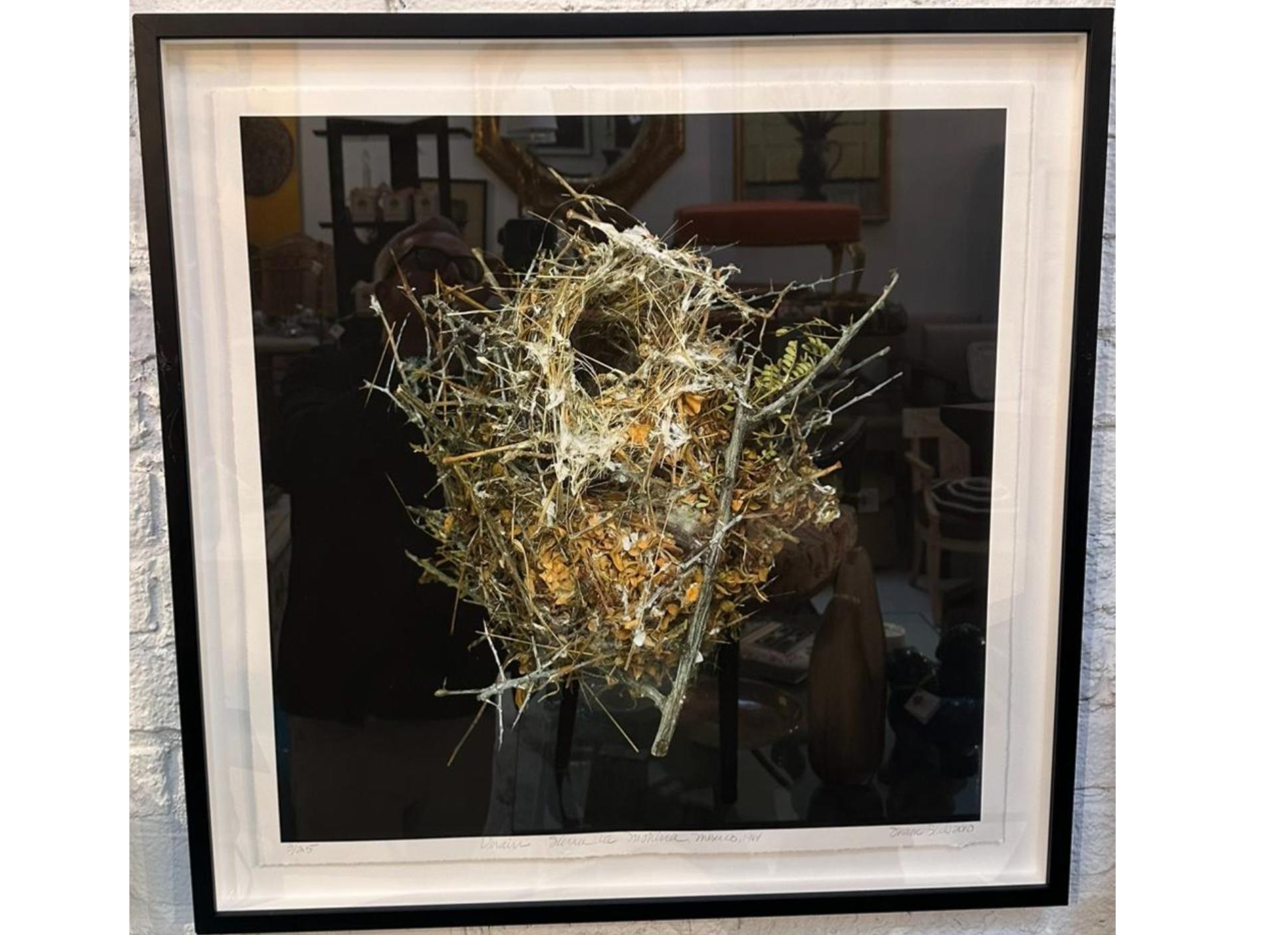 Sharon Beals Lithograph of a Nest - Verdin Auriparus Flaviceps In Good Condition For Sale In LOS ANGELES, CA