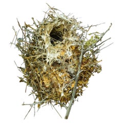 Sharon Beals Lithograph of a Nest - Verdin Auriparus Flaviceps