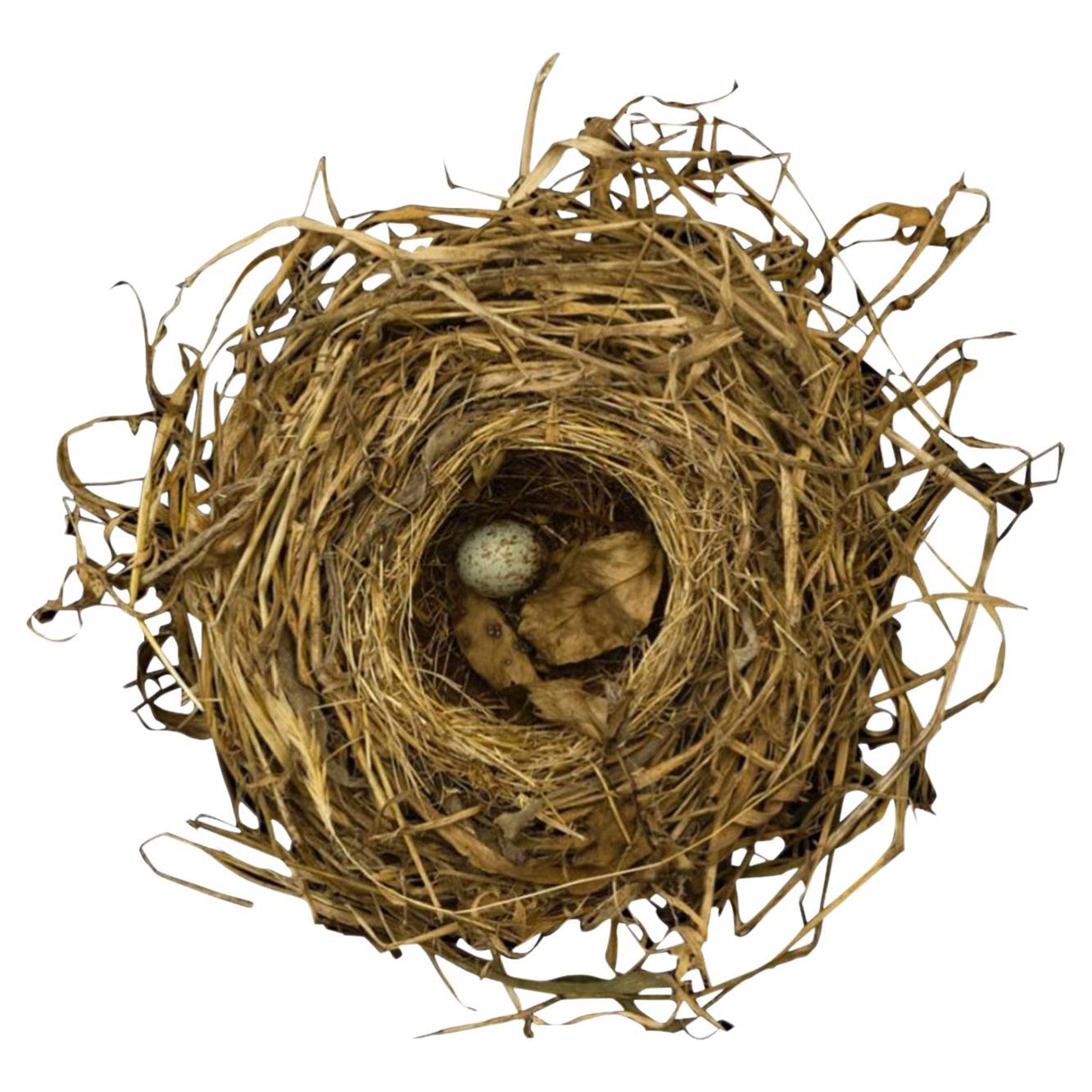 Sharon Beals Lithograph of a Song Sparrow Nest. It is one of a limited edition of only 25.
