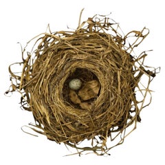 Sharon Beals Lithograph of a Song Sparrow Nest