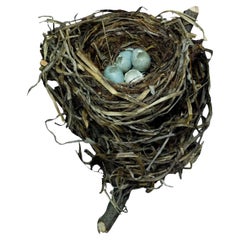 Sharon Beals Lithograph of a Swainson's Thrush Nest