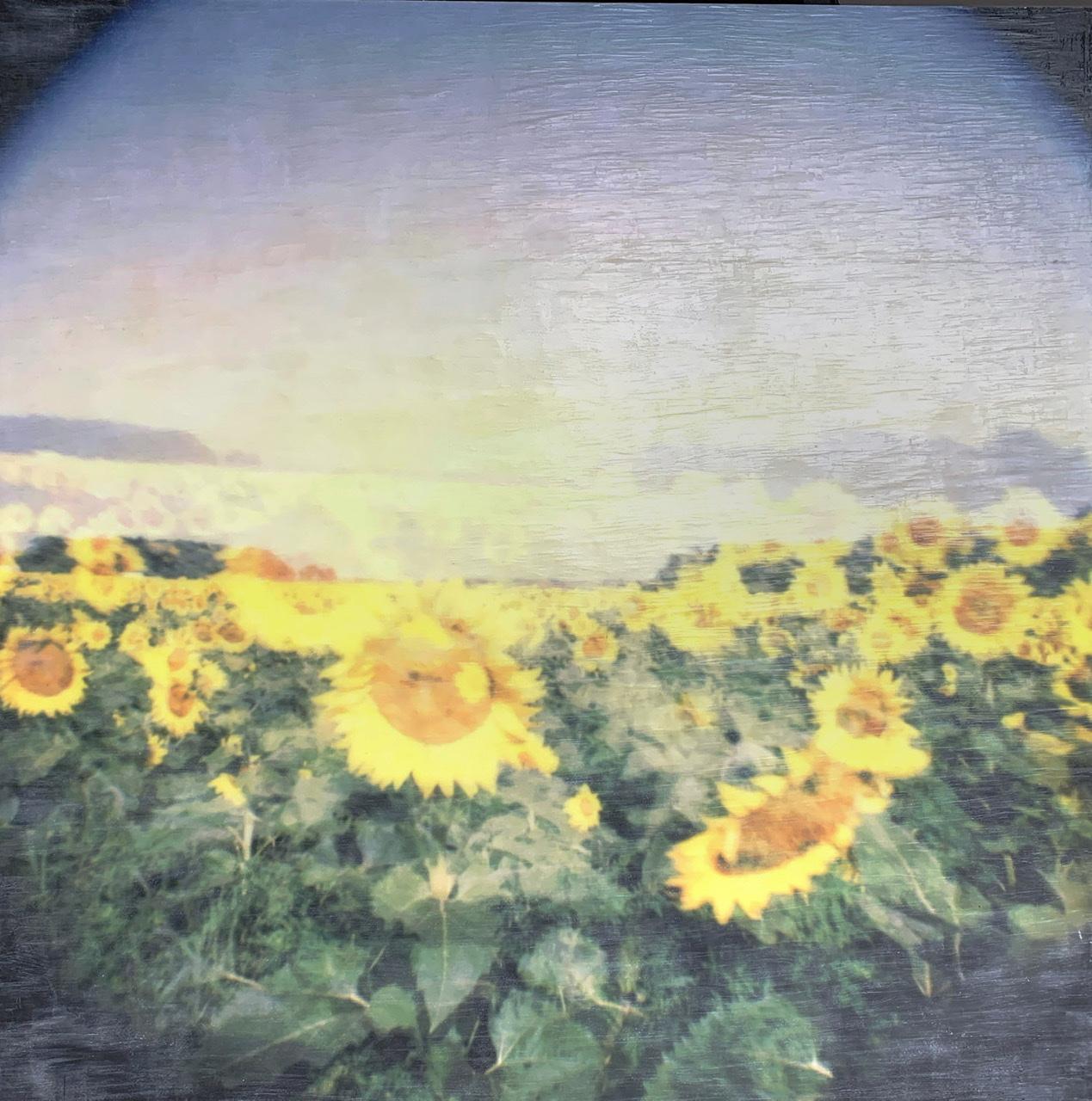 Shawn Ehlers Landscape Photograph - "Ode to the Sun", Summer beauty. Encaustic wax & polaroid on wood board. 