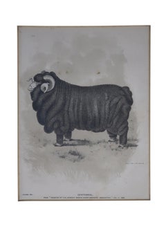 Sheep Lithographs After Haines, by Avil Printing Company, Philadelphia