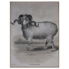 Antique Sheep Lithographs After Haines, by Avil Printing Company, Philadelphia
