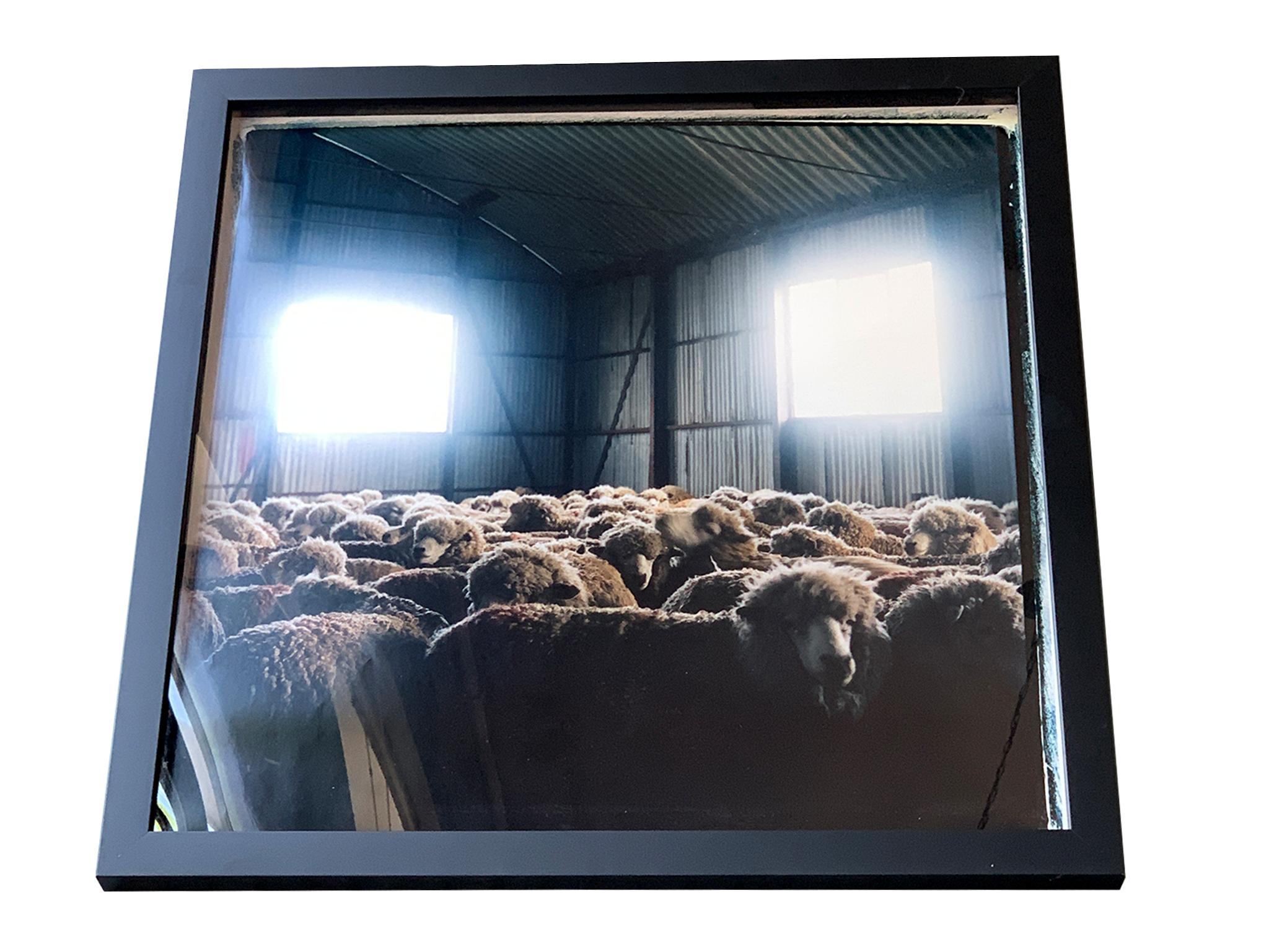 This original c-print by Michael Stuetz depicts sheep in a barn interior. The setting is dream-like and ominous as two windows let in a Stark white light

