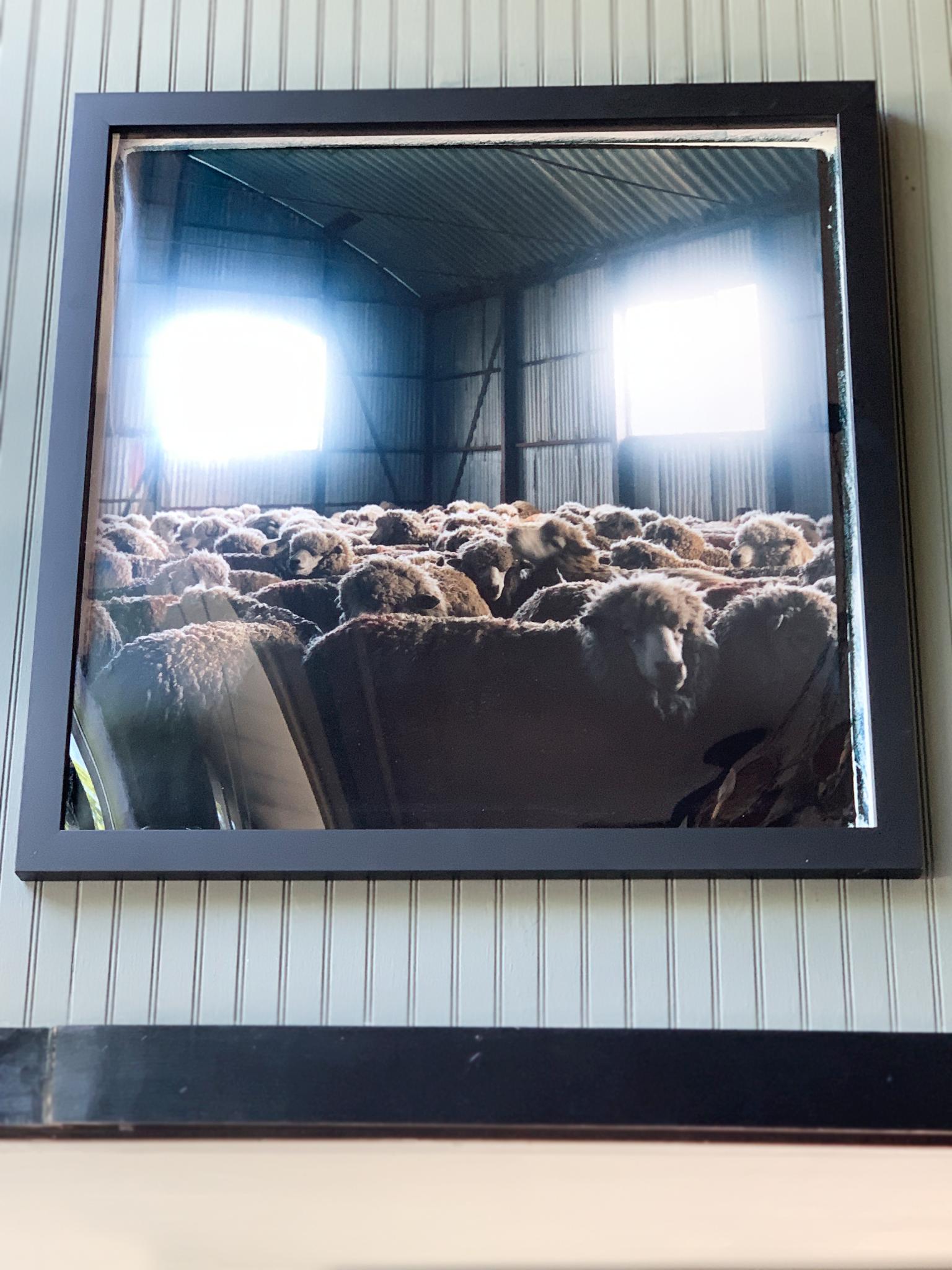 American Sheep Photograph by Michael Stuetz For Sale