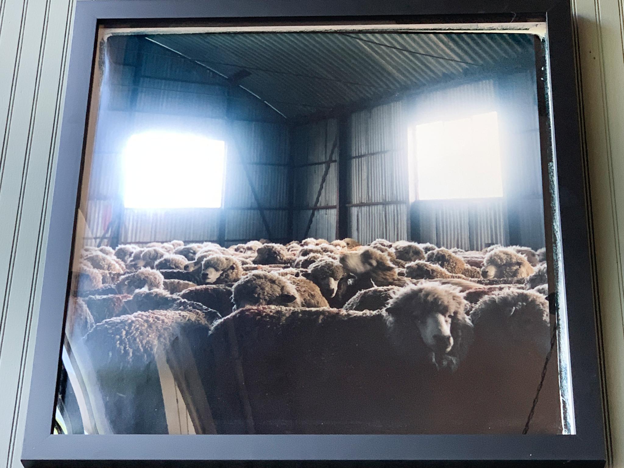 Sheep Photograph by Michael Stuetz In Good Condition For Sale In New York, NY