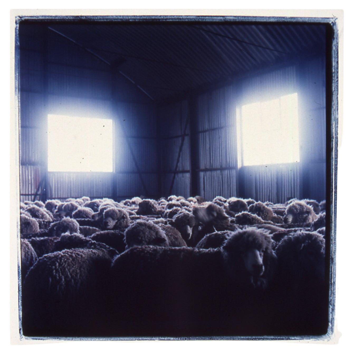 Sheep Photograph by Michael Stuetz