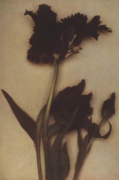 Perroquets noirs, 2000