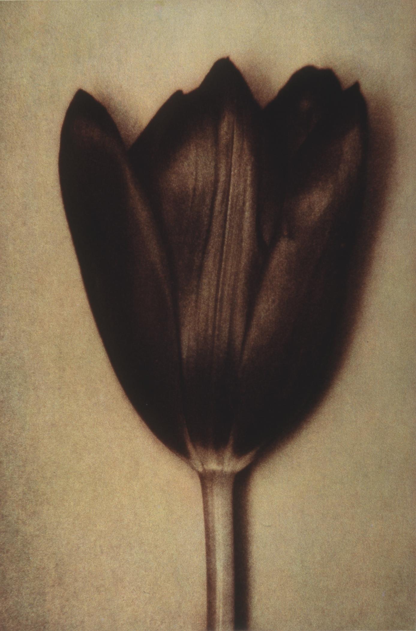 Color Photograph Sheila Metzner - Tulipe noire, 1998