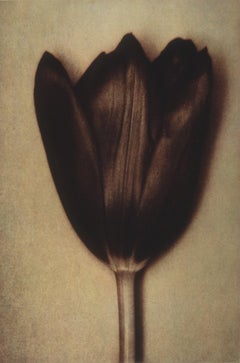 Black Tulip. 1998