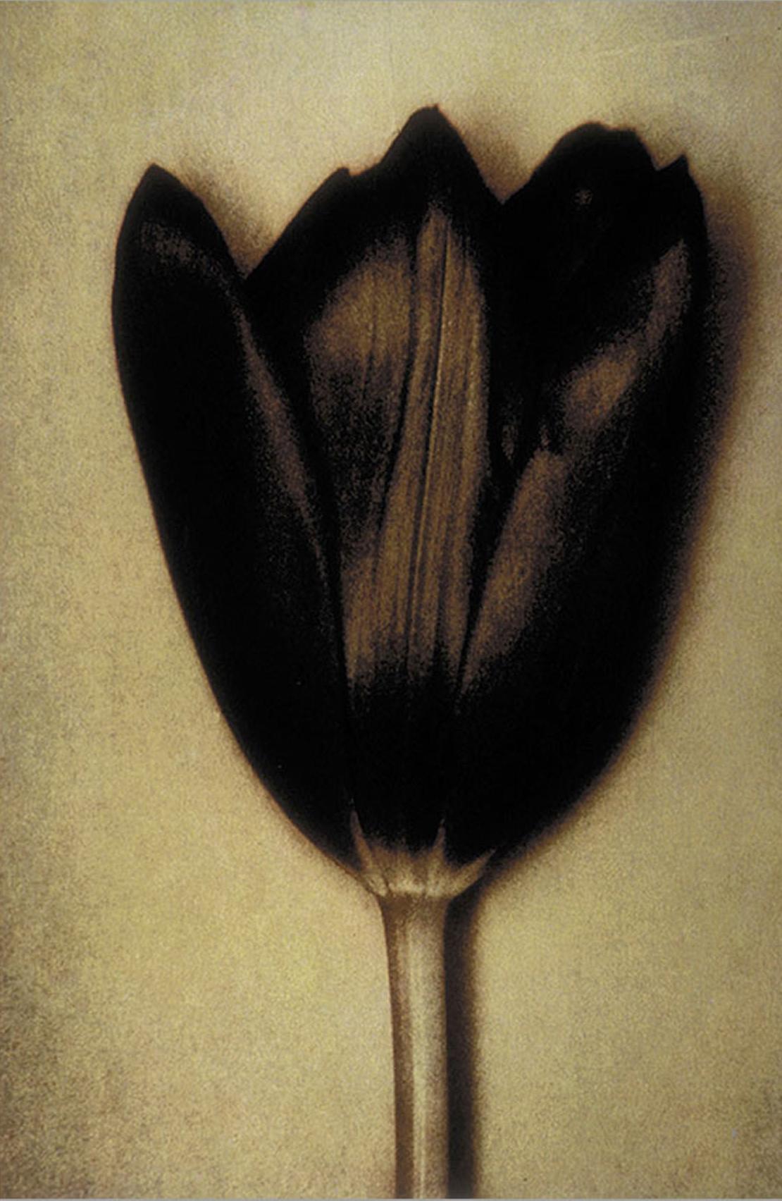 Sheila Metzner Color Photograph - Black Tulip