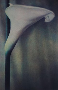 Calla., 1980, printed 2017
