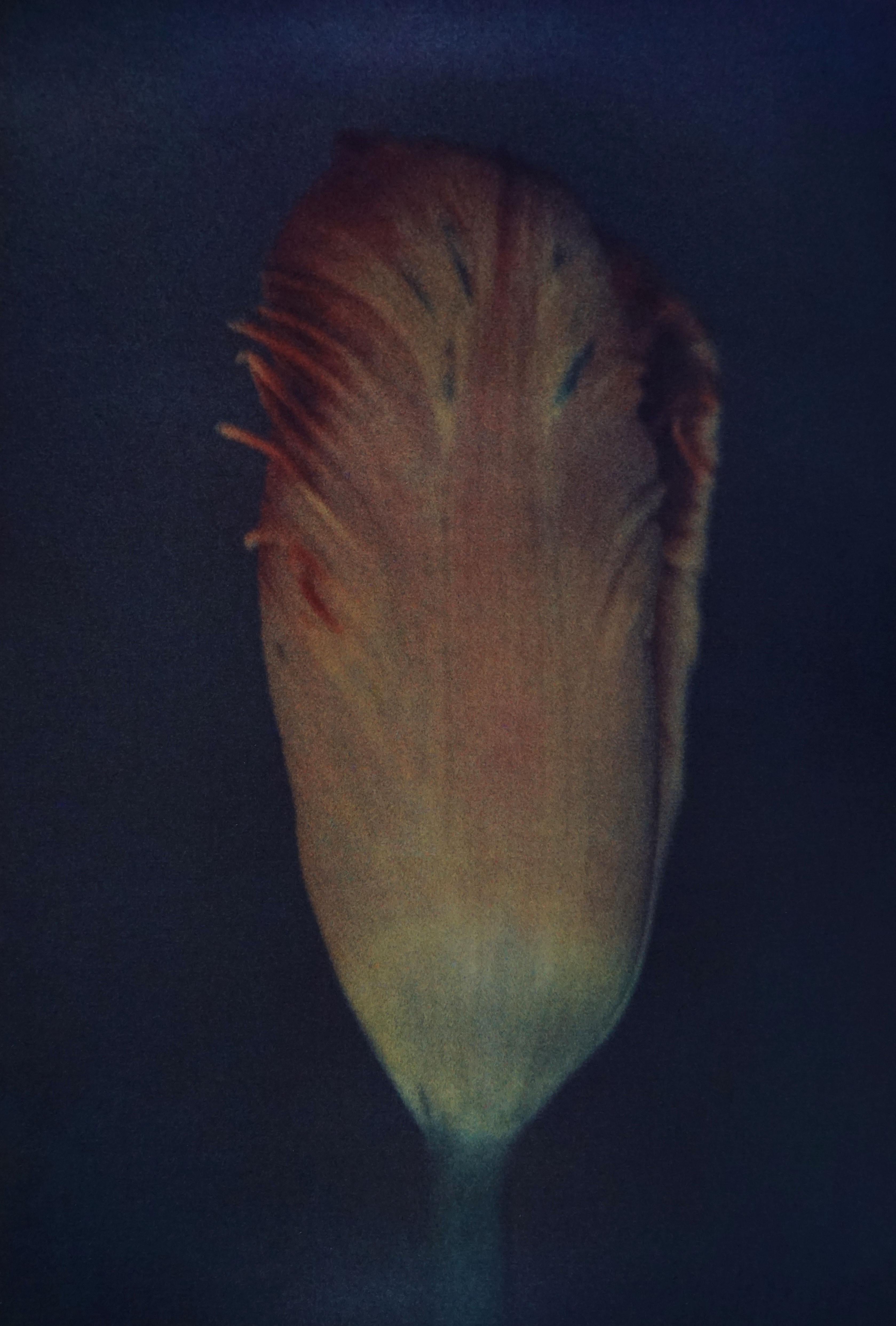 Sheila Metzner Color Photograph - Flower, 1981, Printed 1981