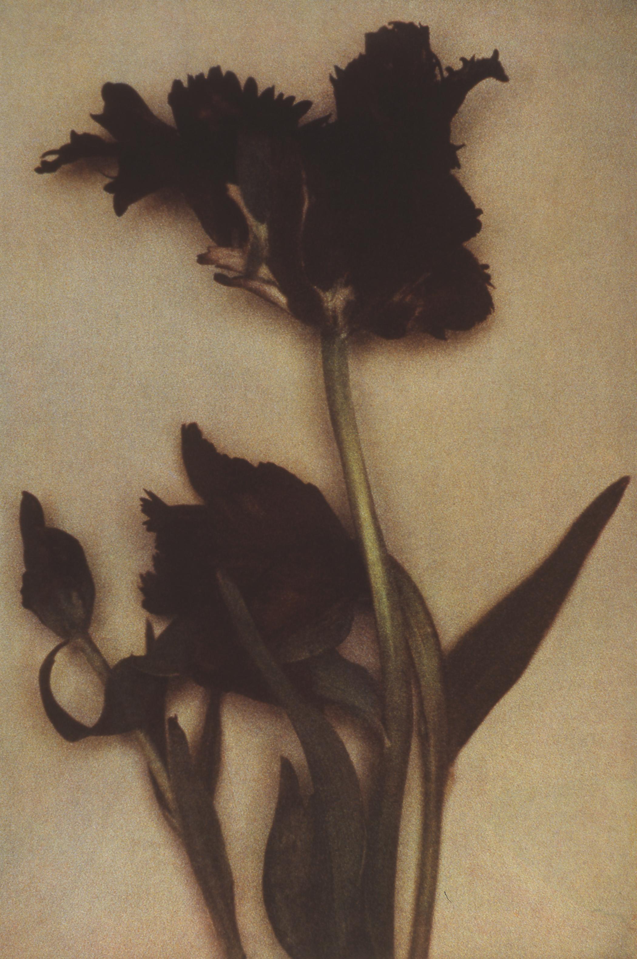 Sheila Metzner Color Photograph – Blume. 2000