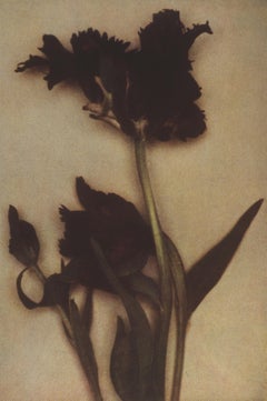 Flower. 2000