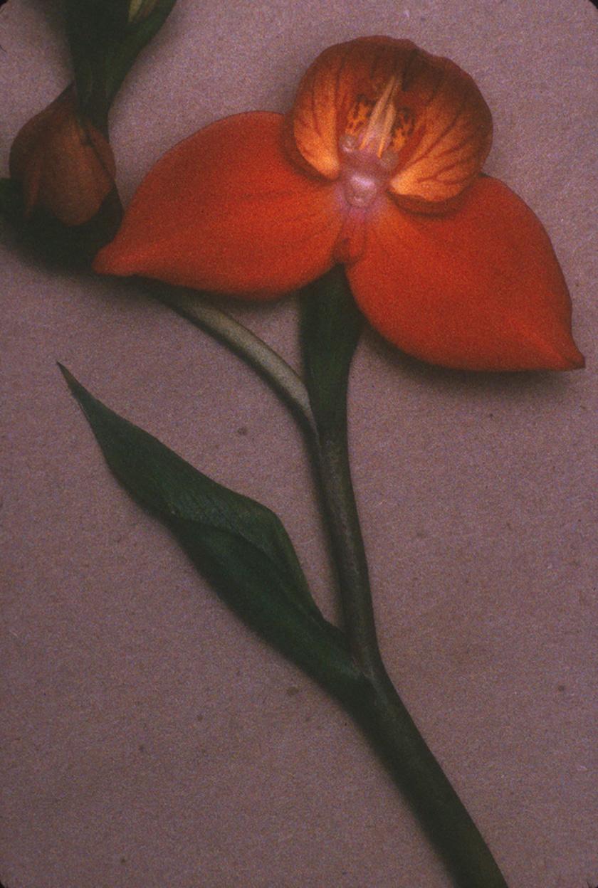 Sheila Metzner Color Photograph - Buddha. Orchid