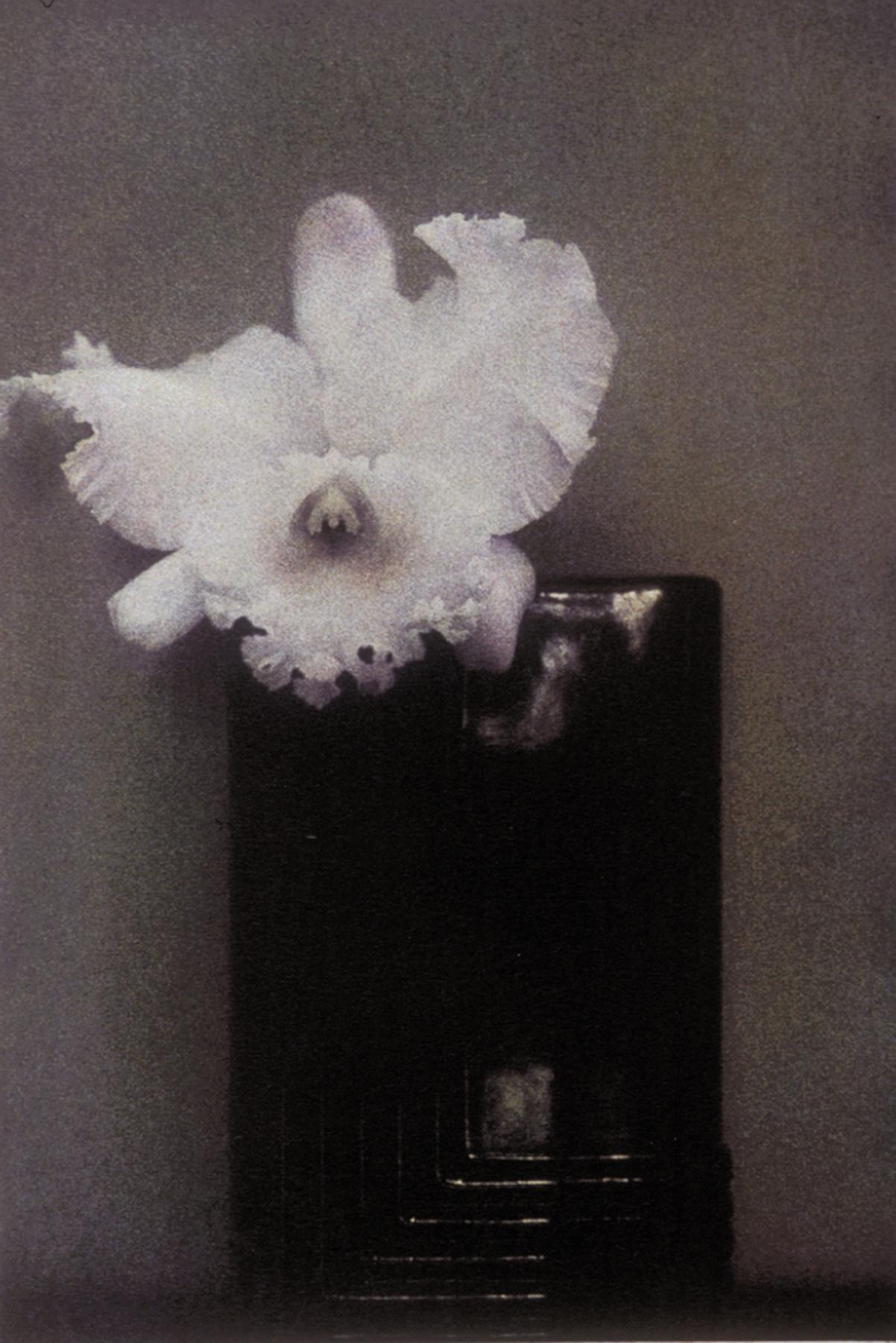 Sheila Metzner Color Photograph - Mondrian Orchid. 1982