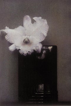 Orchidée Mondrian. 1982