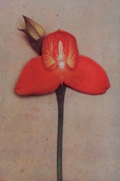 Orchid. 1998