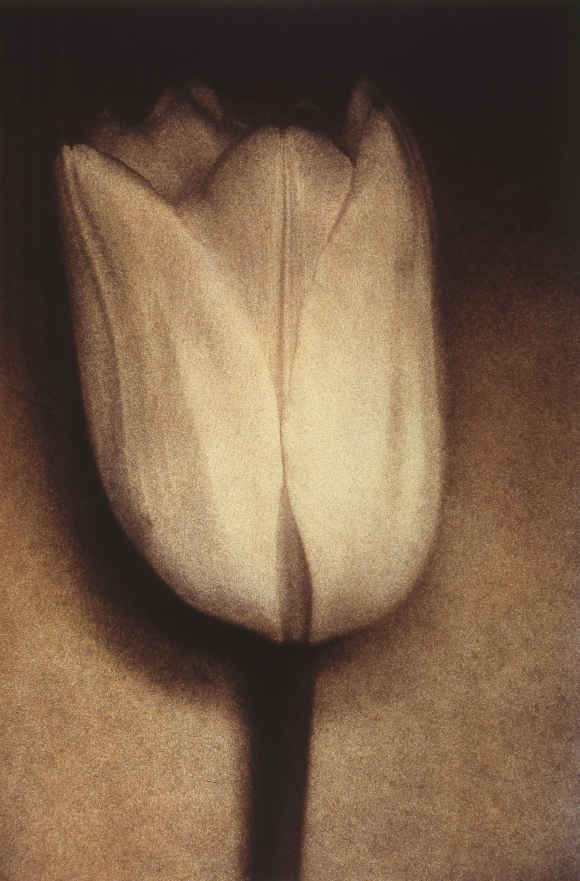 Color Photograph Sheila Metzner - Tulipe blanche. 1998