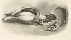 Shelduck and Ducklings, Antique Bird Print after Lilian Medland, circa 1909