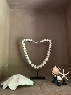 Shell Clamp Money, Africa